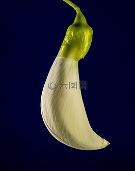 田菁荷花,開花,白