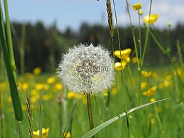 蒲公英,性質(zhì),鮮花