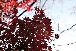 秋季,大自然,風(fēng)光