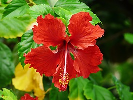 花,槿,巴厘島