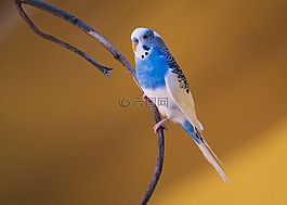 鳥,自然,野生動物