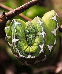 蛇,爬行動物,自然