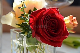 玫瑰,花,表