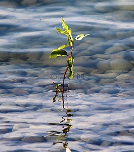 植物莖,性質(zhì),湖