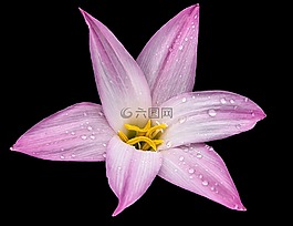 百合,花,開花
