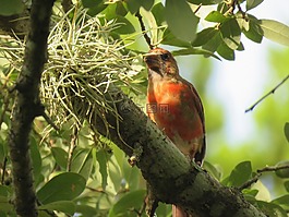 鳥,野生動物,樹