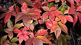 紅色,葉子,秋天