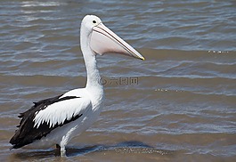 澳洲鵜鶘,海鳥,動物