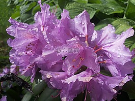多年生,花,廠
