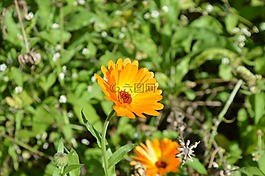 花,黃色,夏季