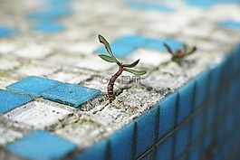 植物,住,花卉