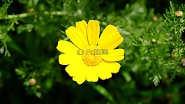 黃色花,花瓣,瑪格麗特