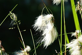 开花,cottongrass,enophorum
