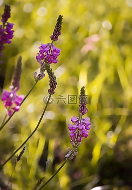 鮮花,粉紅色,性質(zhì)