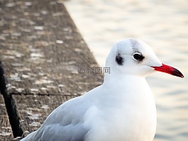 海鷗,鳥,性質(zhì)