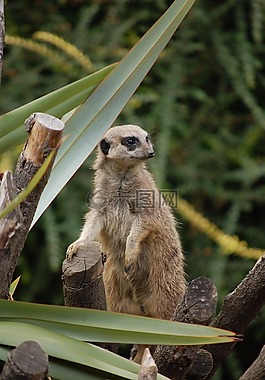 貓鼬,動(dòng)物,動(dòng)物園