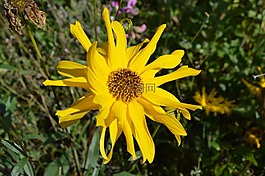花,黃色,夏季