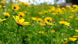 雛菊,春天的花朵,黃色的花