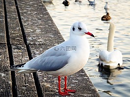 海鷗,鳥,性質(zhì)