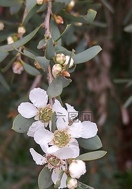 花,野生花卉,本機