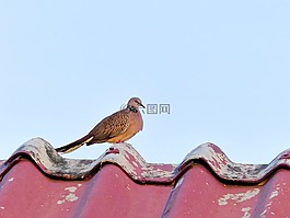 鴿子,鳥,天空