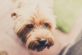 狗,臉,復(fù)古