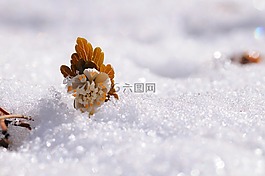 雪,鲜花,阳光