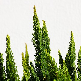成長,養女,植物