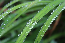 草,雨點(diǎn),綠色