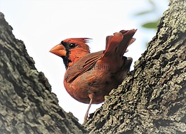 鳥(niǎo),紅衣主教,鳴鳥(niǎo)