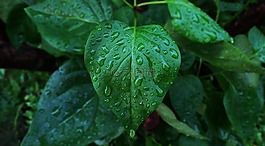 葉,雨點,濕