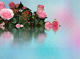 玫瑰,鮮花,性質(zhì)