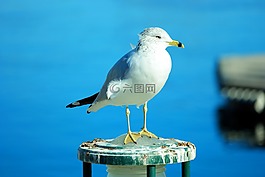 海鷗,鳥,鷗
