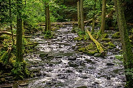 森林,樹木,河
