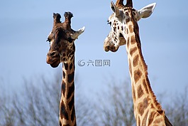 長頸鹿,動物,動物園