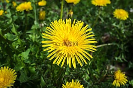 蒲公英,花,黃色