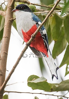 鳥,野生動物,自然