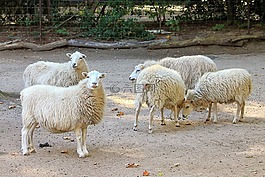 羊,細(xì)毛羊,動物園