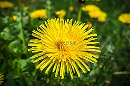 蒲公英,花,開花
