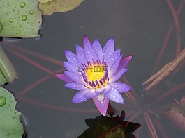 鮮花,大自然,蓮花