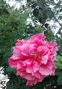 吉普賽人,羅莎,琳達