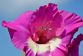 唐菖蒲,gladidus,蝴蝶温室