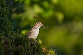 斯珀林,麻雀,鳥