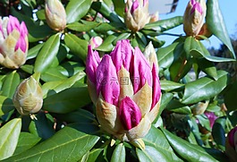 杜鵑,芽,開花