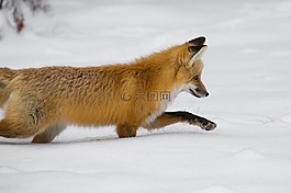 紅狐,野生動物,自然
