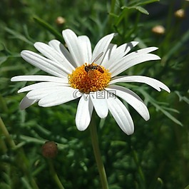 雛菊,花,花蜜