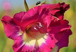 唐菖蒲,gladidus,蝴蝶溫室