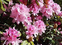 杜鵑,開花,開放