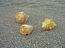 海貝殼,海,炮彈