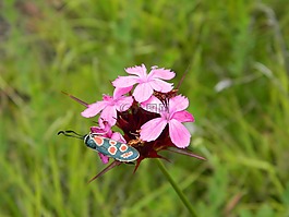 性質(zhì),昆蟲,鮮花